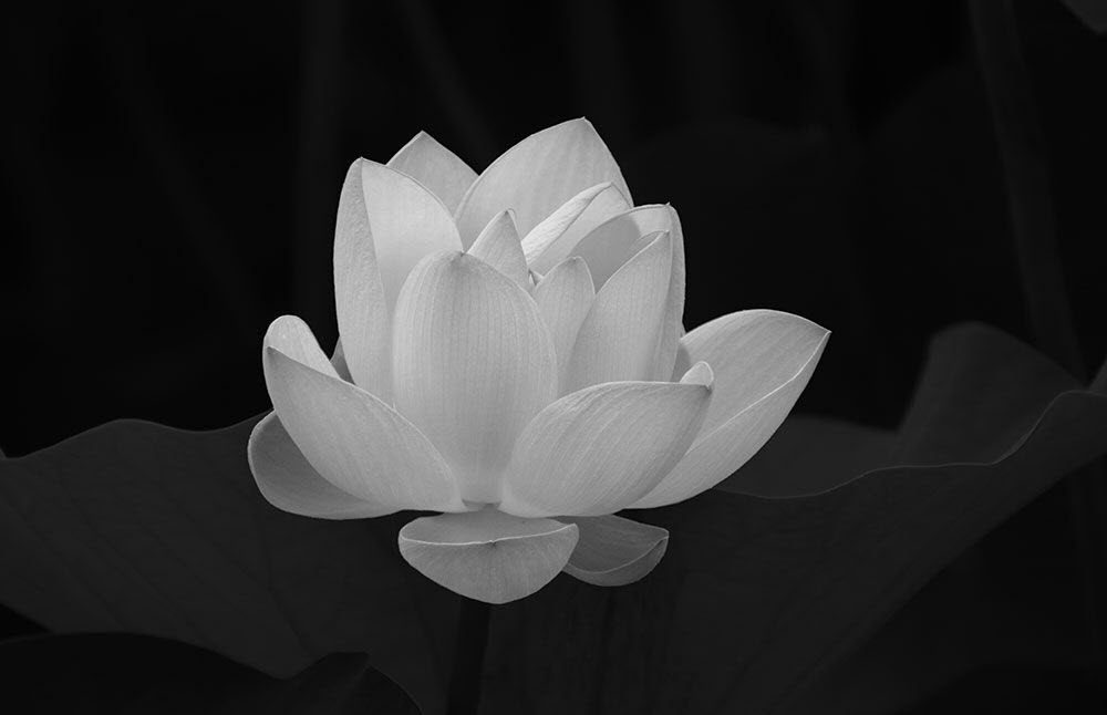 Hình hình họa hoa Sen Trắng đen