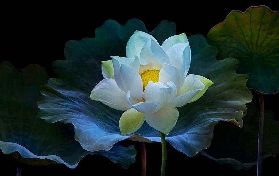 Hình hình họa hoa Sen white đẹp