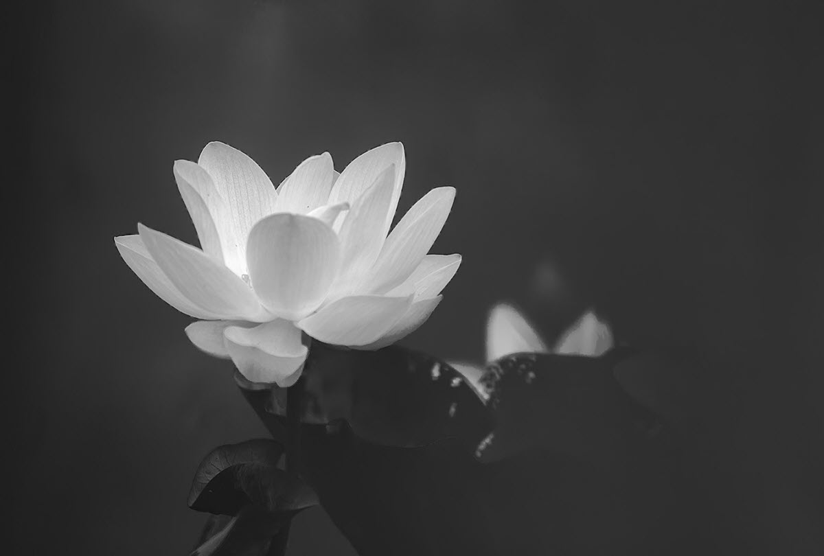 Hình hình họa hoa Sen white nền đen sạm phân tách buồn