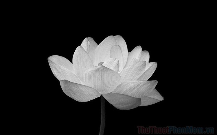 Hình hình họa hoa Sen white nền đen sạm đẹp mắt nhất