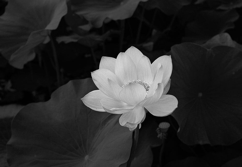 Hình hình họa Hoa sen white nền đen thui đẹp