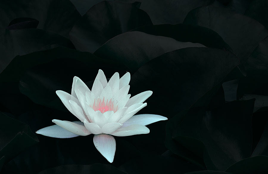 Hình hình họa hoa Sen Trắng nền đen