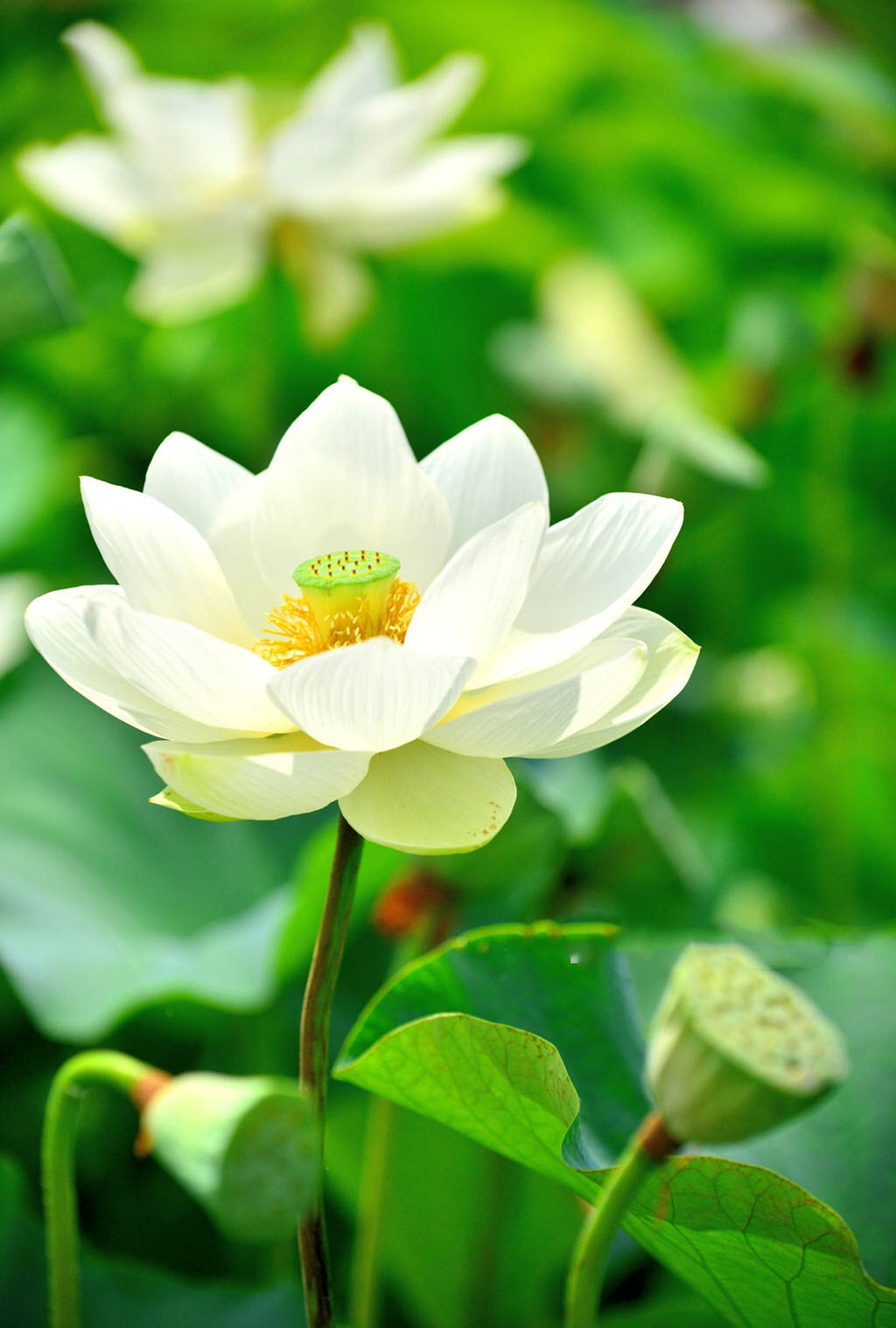 Hình hình ảnh hoa Sen white nhụy vàng