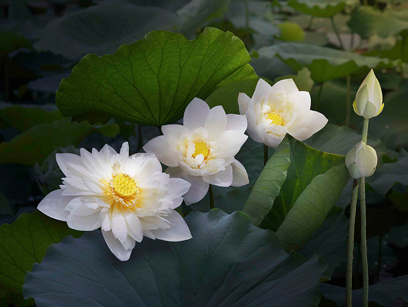 Hình hình họa hoa Sen white nở rất đẹp nhất