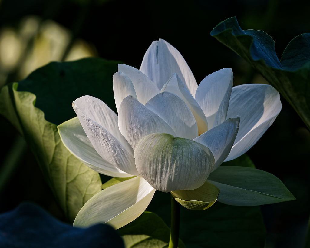 Hình hình họa hoa Sen white nở đẹp