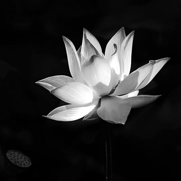 Hình hình họa hoa Sen white bên trên nền đen