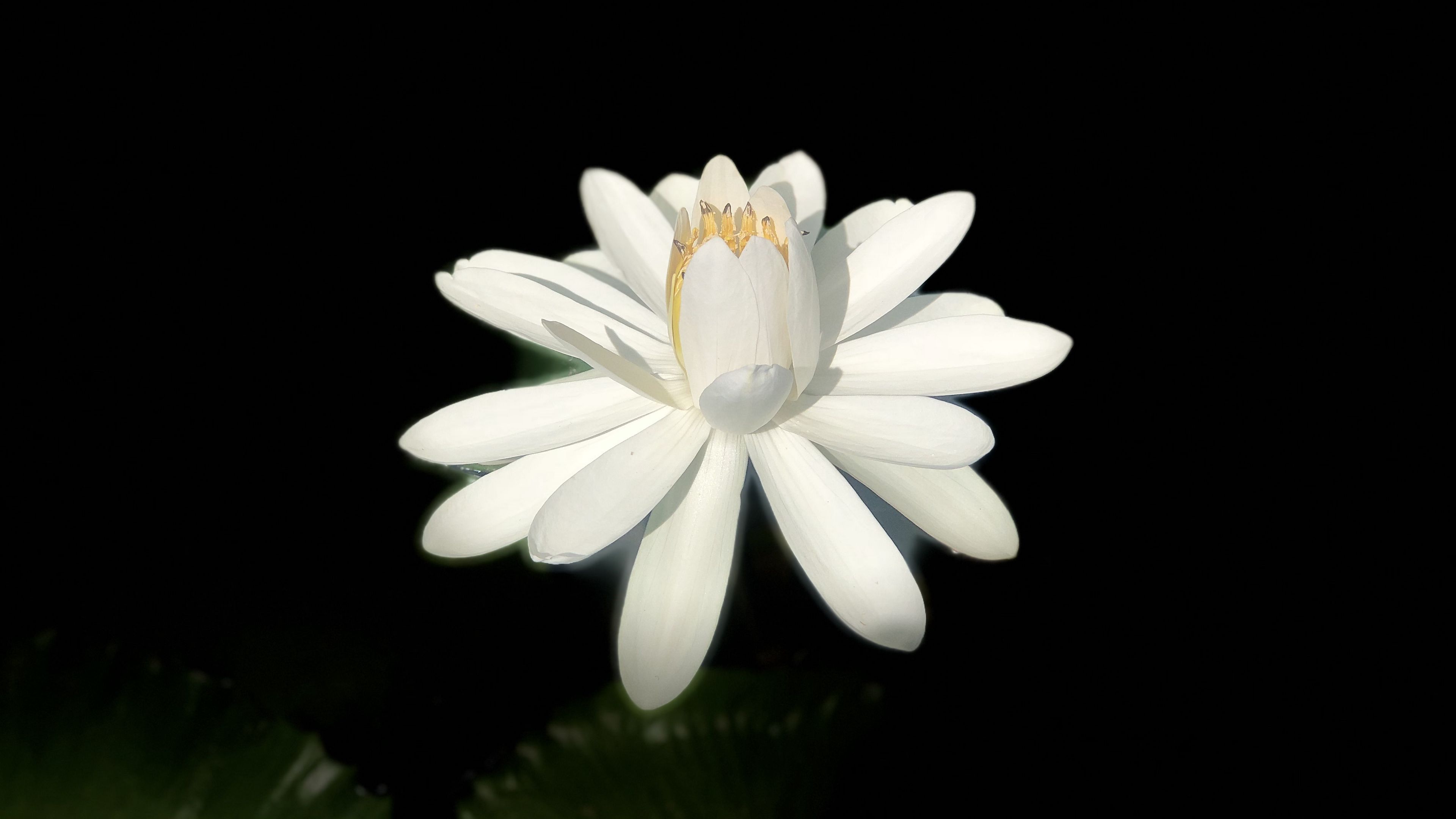 Hình ảnh hoa Sen trắng trong bóng đêm