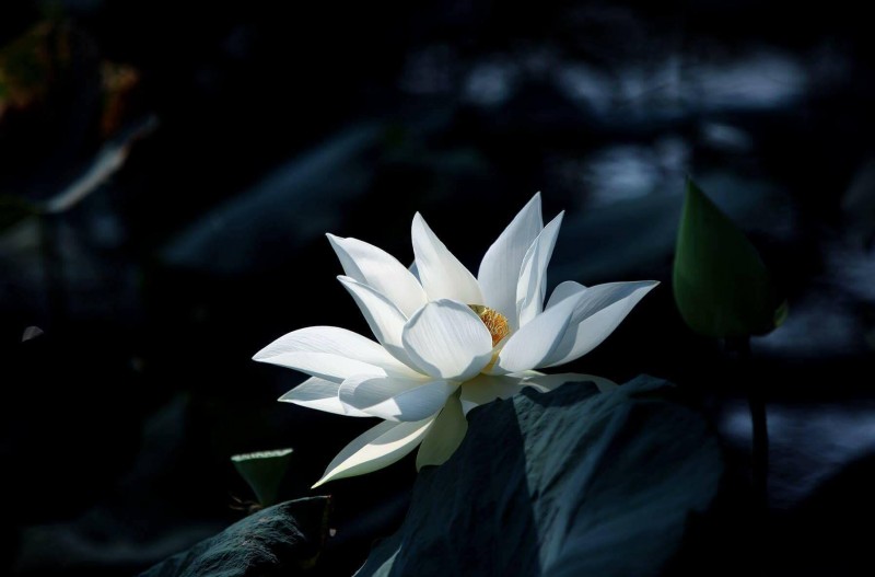 Hình hình họa hoa Sen trong sáng bóng tối