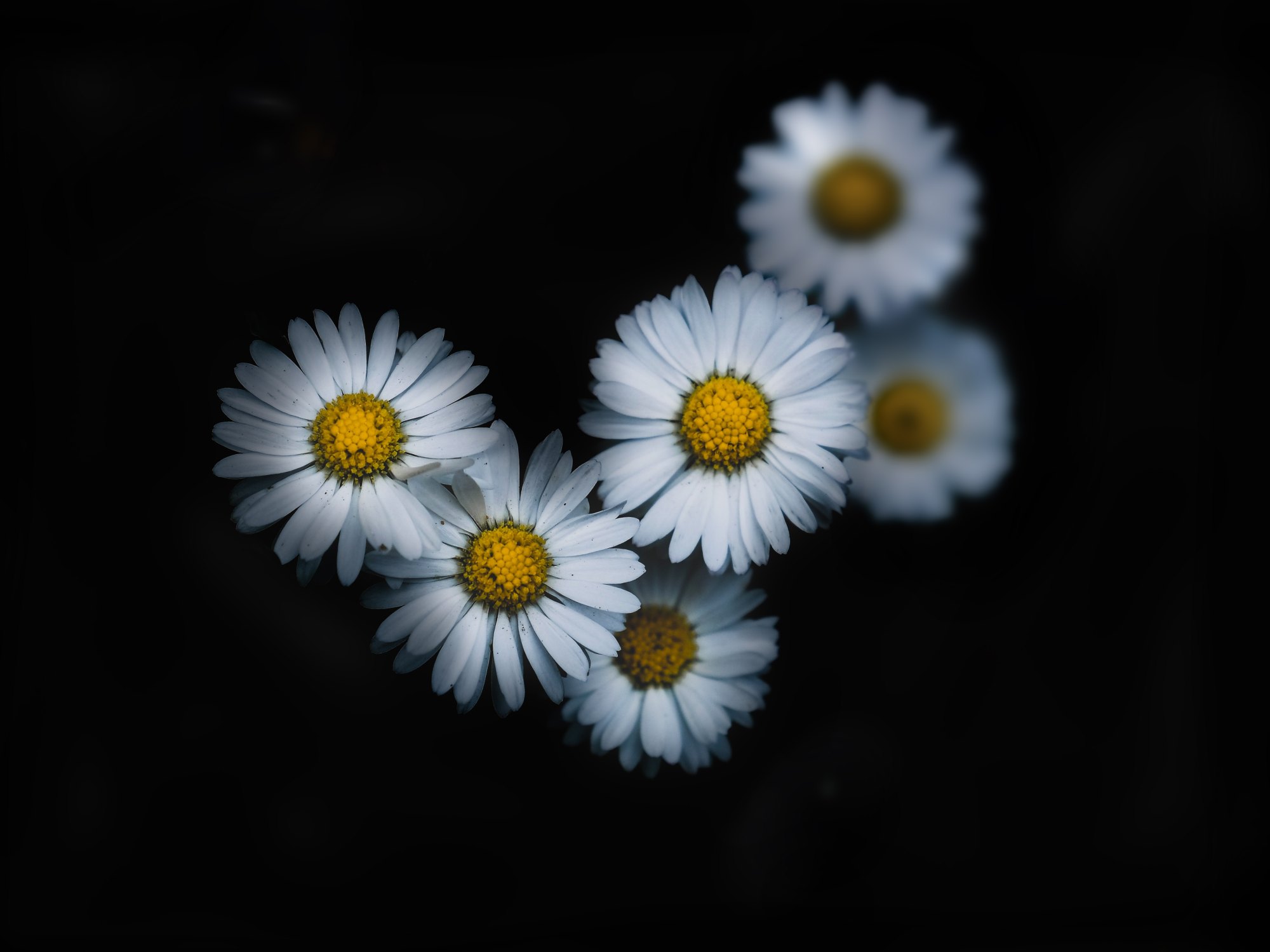 Hình ảnh những bông hoa cúc trắng nền đen