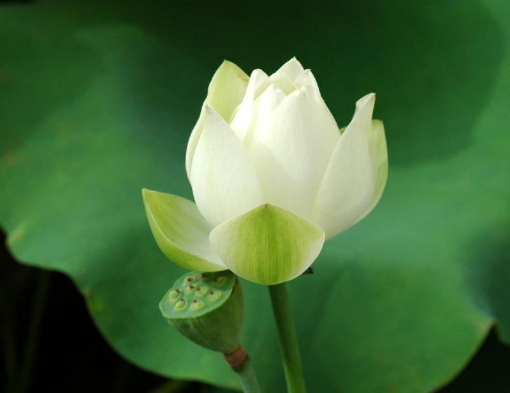 Hình hình họa nụ hoa Sen trắng