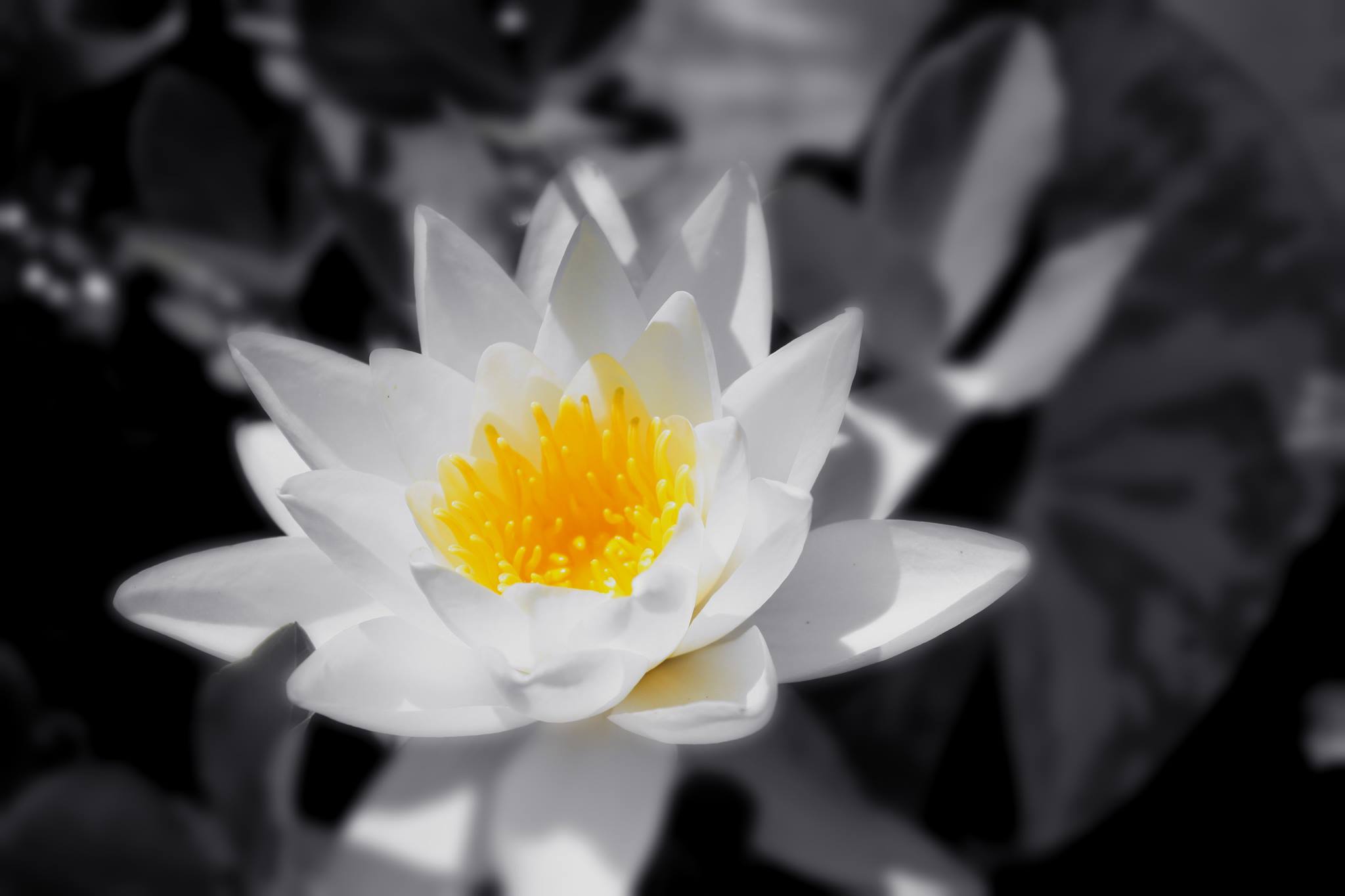 Hình hình họa về hoa Sen white nền đen