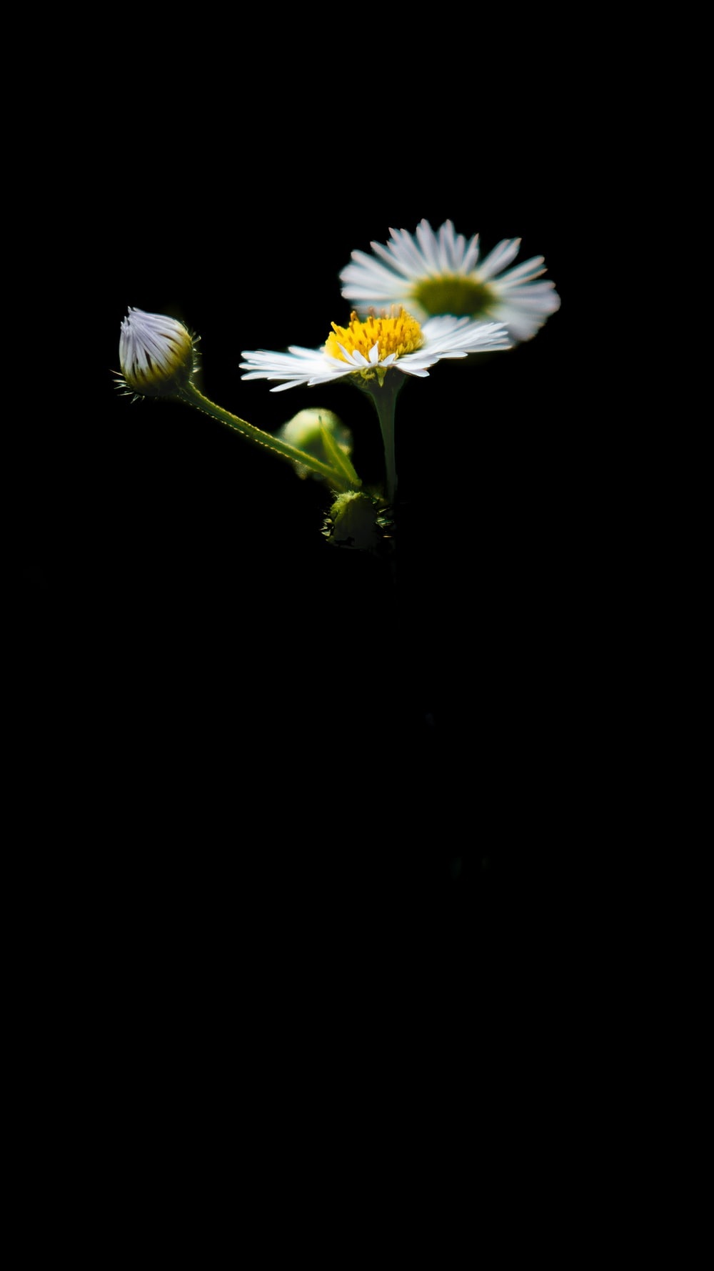 Hình bông hoa cúc trắng nền đen