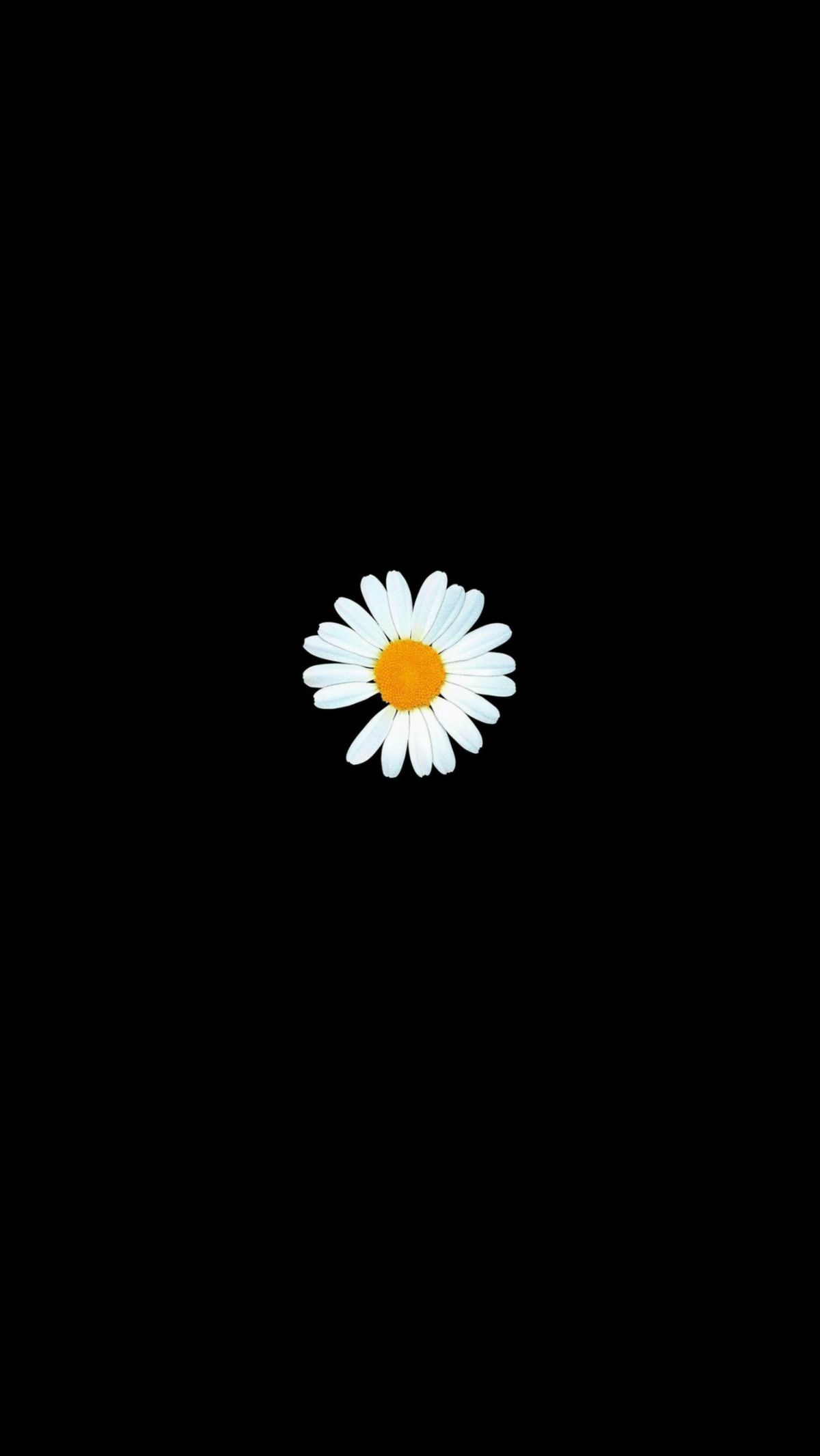 Hình hoa cúc trắng nền đen: Hãy để bức ảnh hoa cúc trắng nổi bật trên nền đen chụp lại sự trầm lắng, tĩnh lặng và thanh tao của vẻ đẹp tự nhiên này. Hình ảnh đẹp mắt này sẽ giúp bạn thư giãn sau một ngày làm việc căng thẳng.