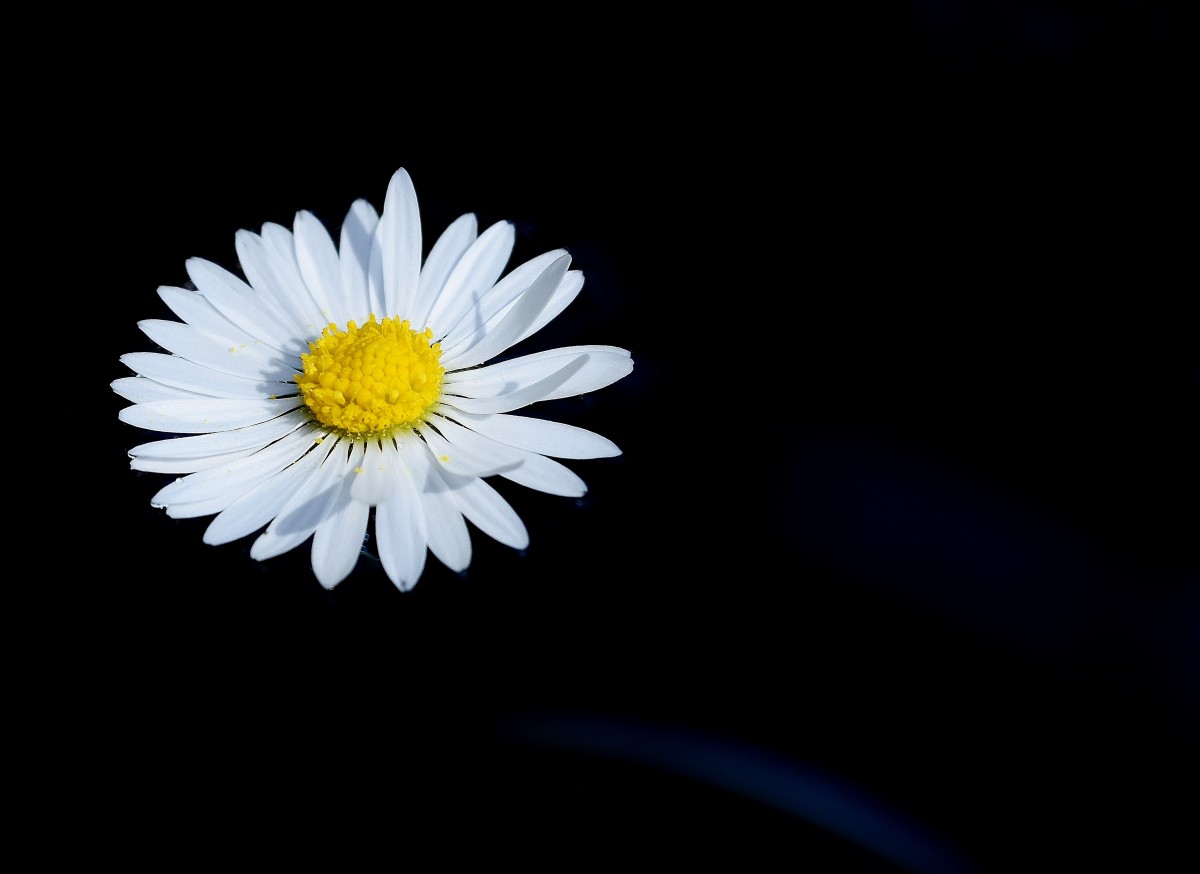 Hình hoa cúc trắng nền đen đơn giản