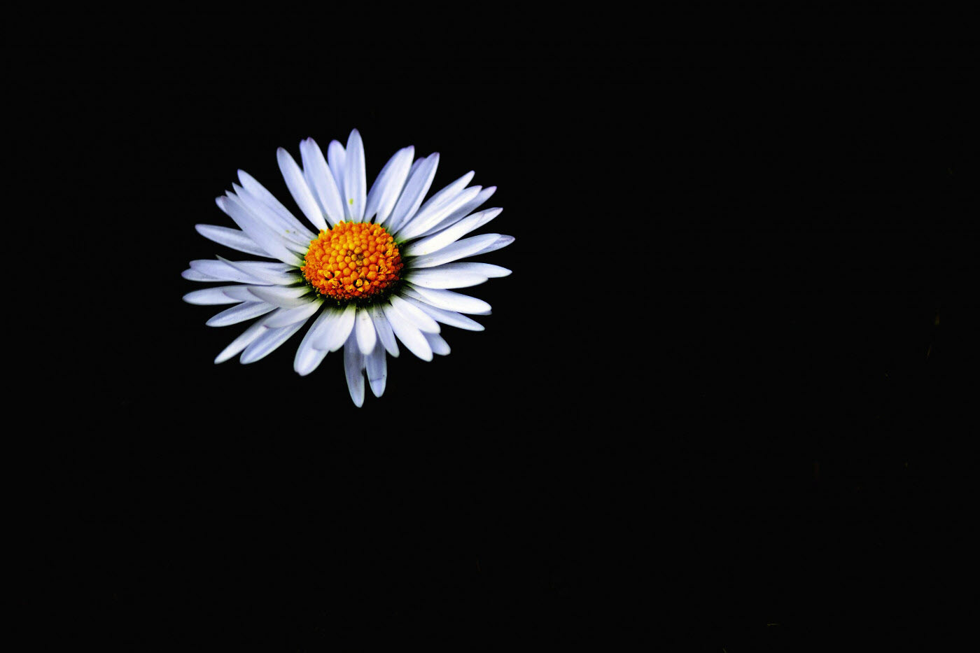 Hình hoa cúc trắng nền đen