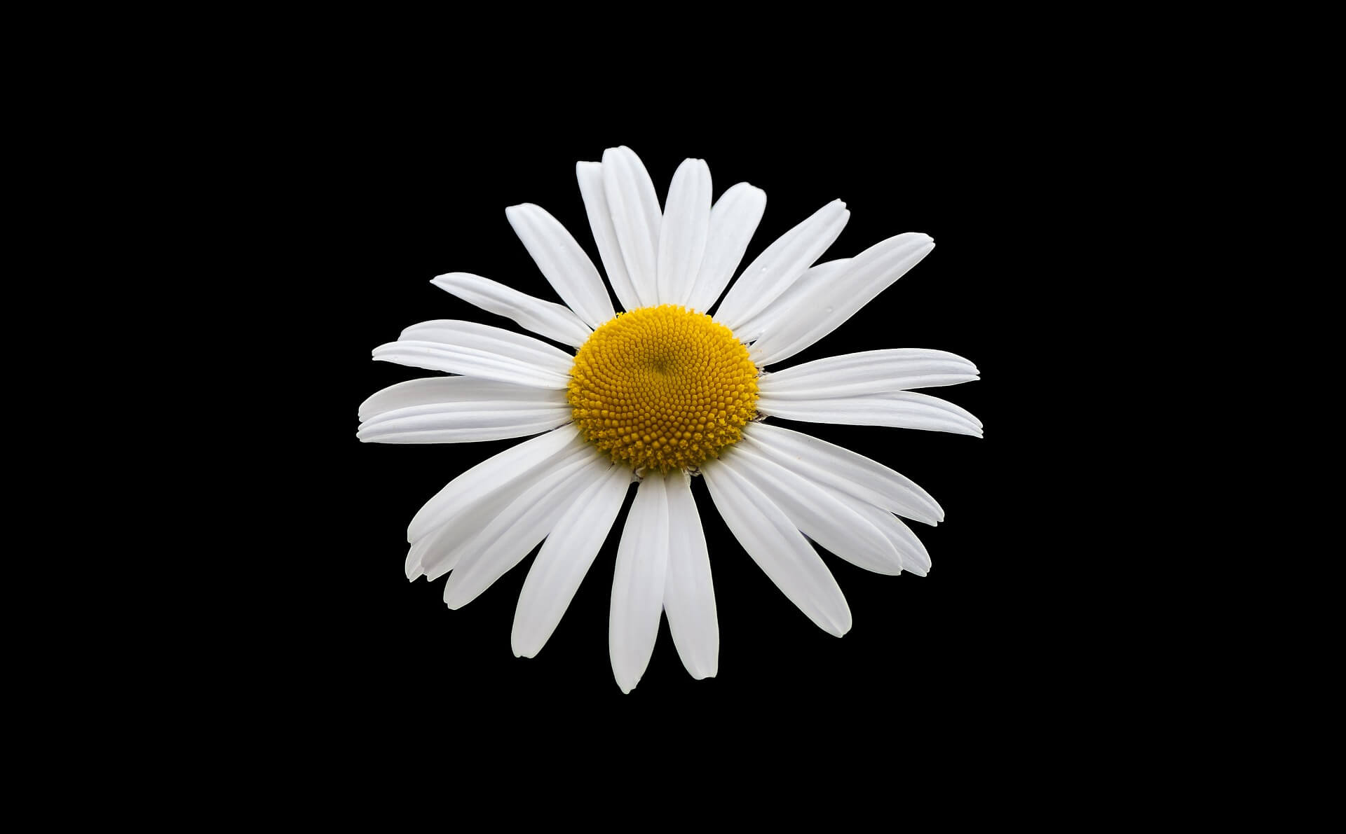 Hình nền hoa cúc trắng nền đen cho máy tính