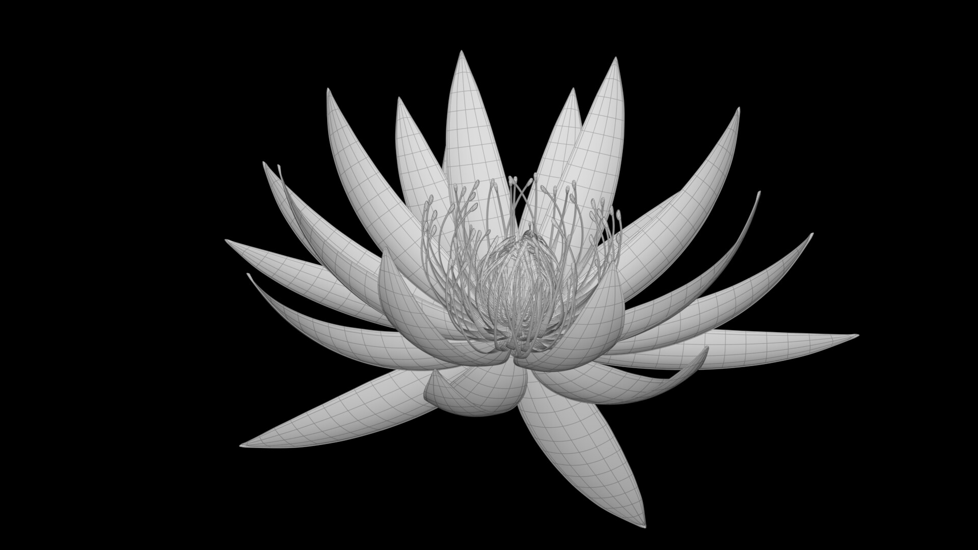 Hình vẽ hoa Sen white nền đen sạm tuyệt đẹp