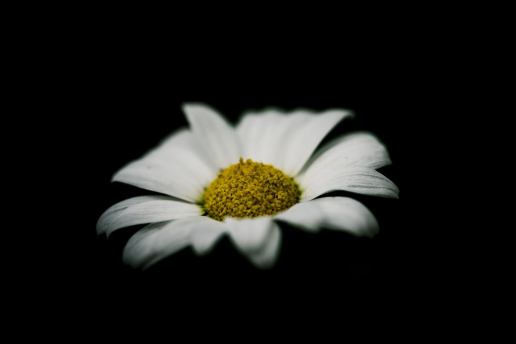 Hoa cúc trắng nền đen đẹp