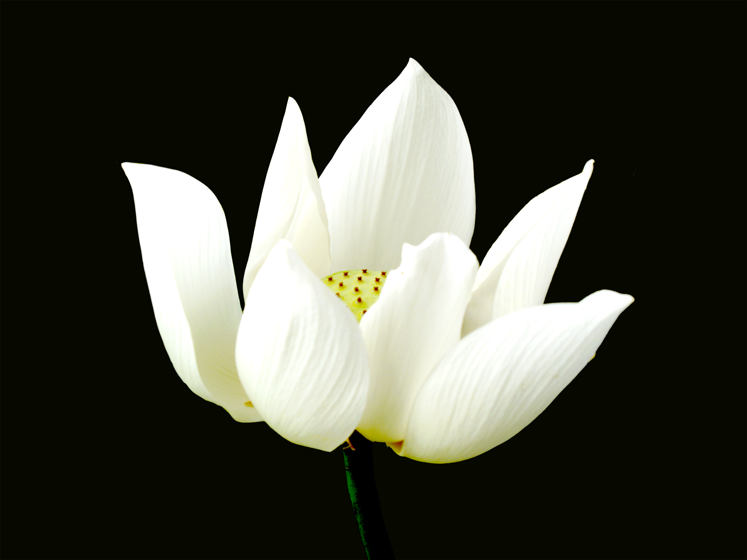 Hoa Sen white nền đen giòn tuyệt đẹp
