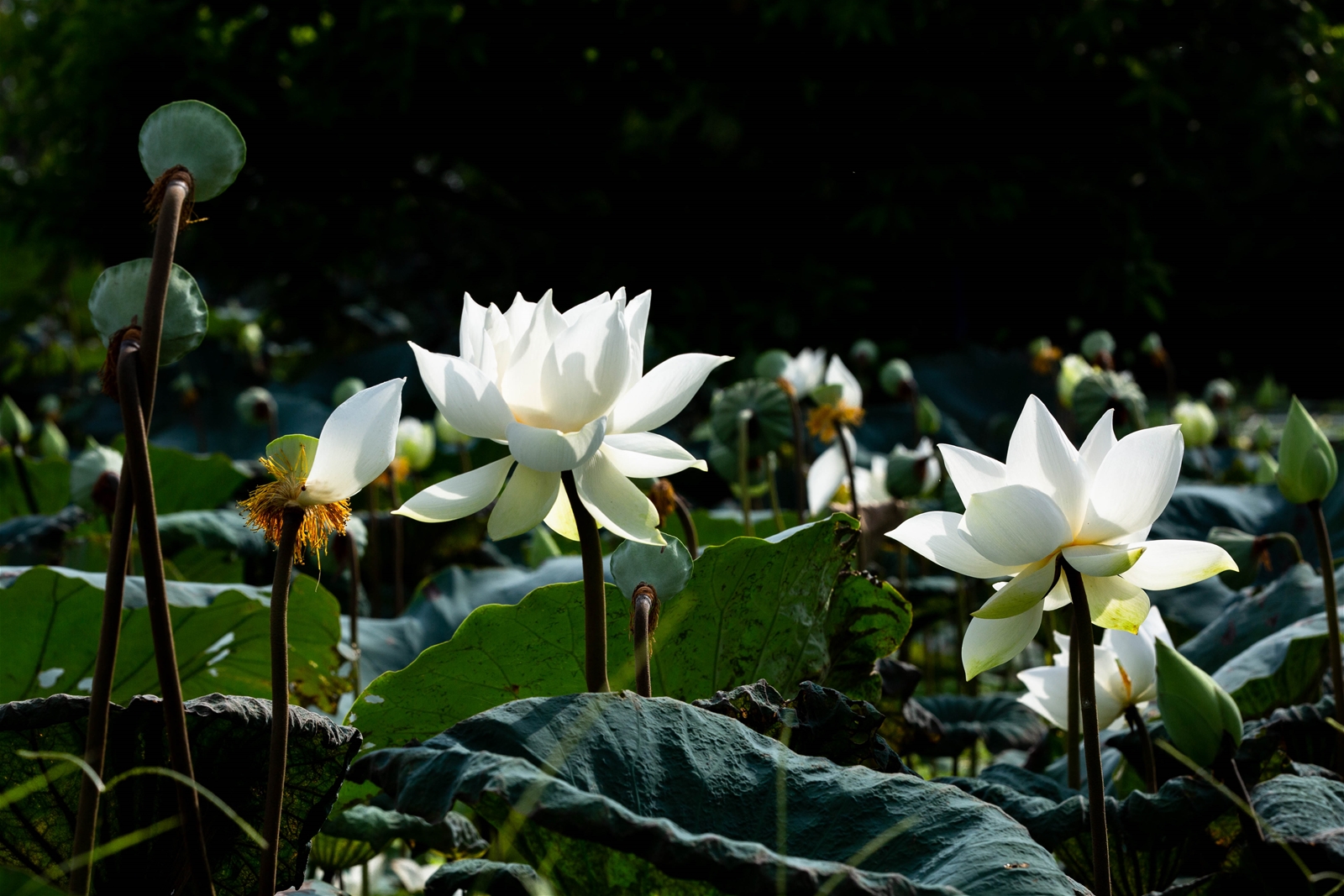 Hoa Sen trắng nền tối cực đẹp