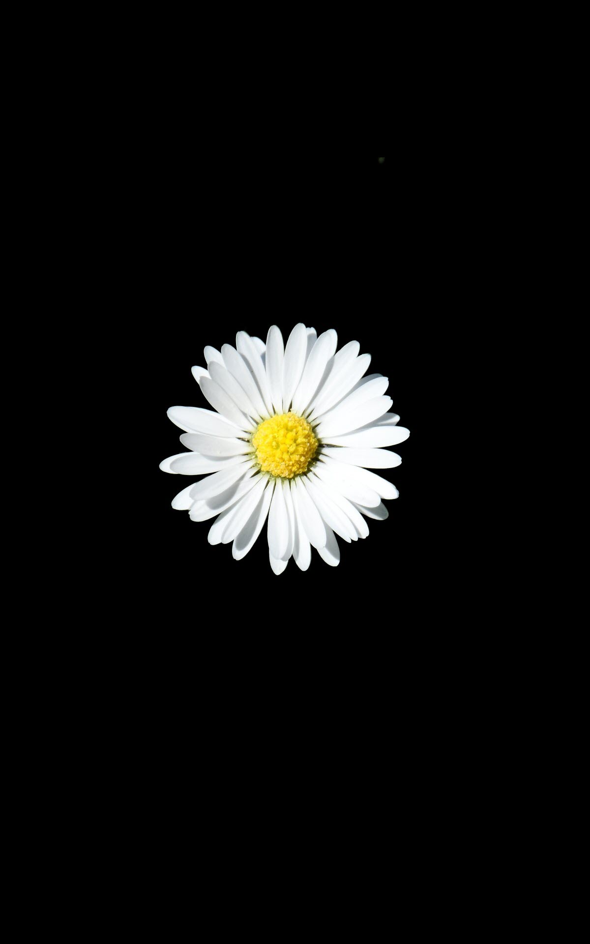 White daisy black background