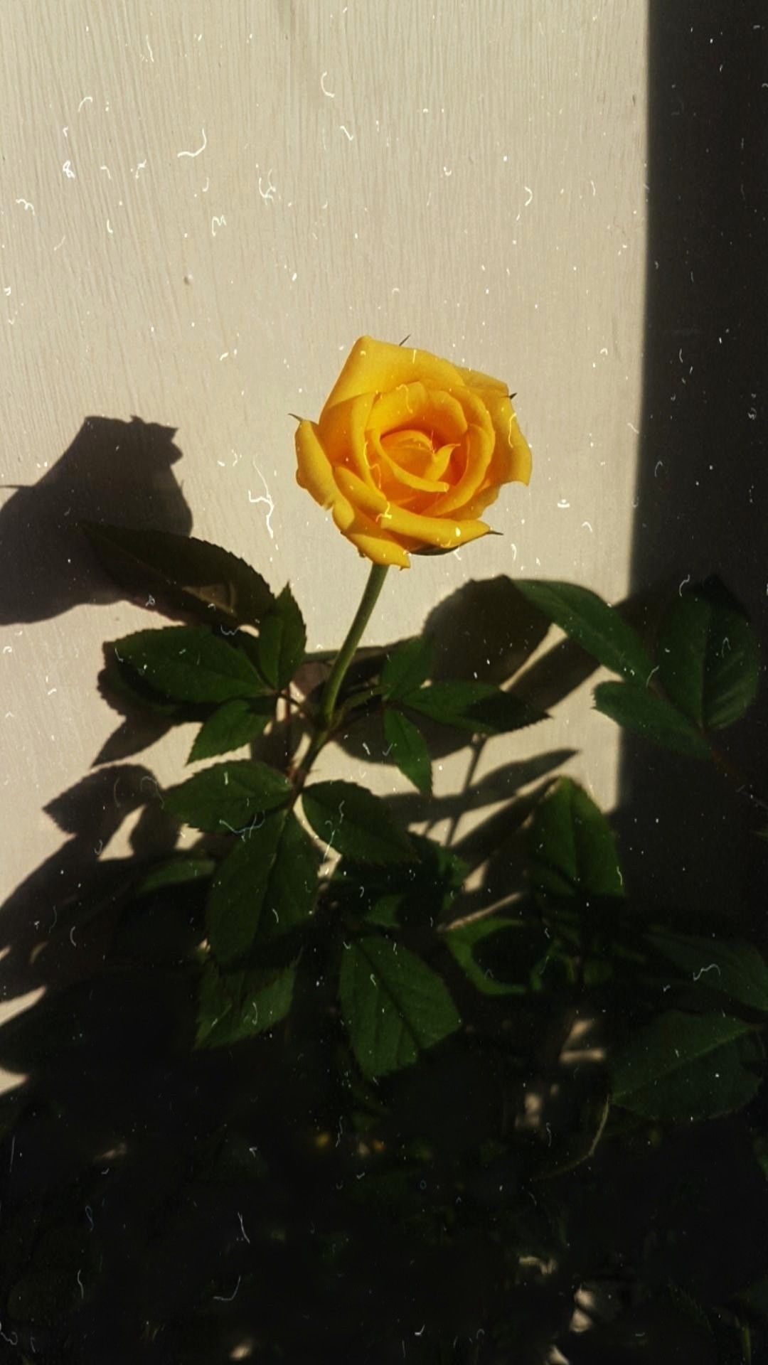Ảnh bông hoa hồng vàng đơn độc đẹp nhất