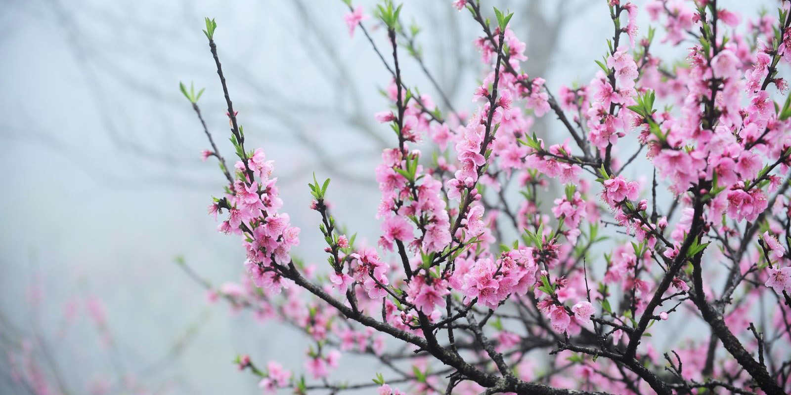 Ngất ngây cùng chùm hình ảnh hoa anh đào Nhật Bản tuyệt đẹp