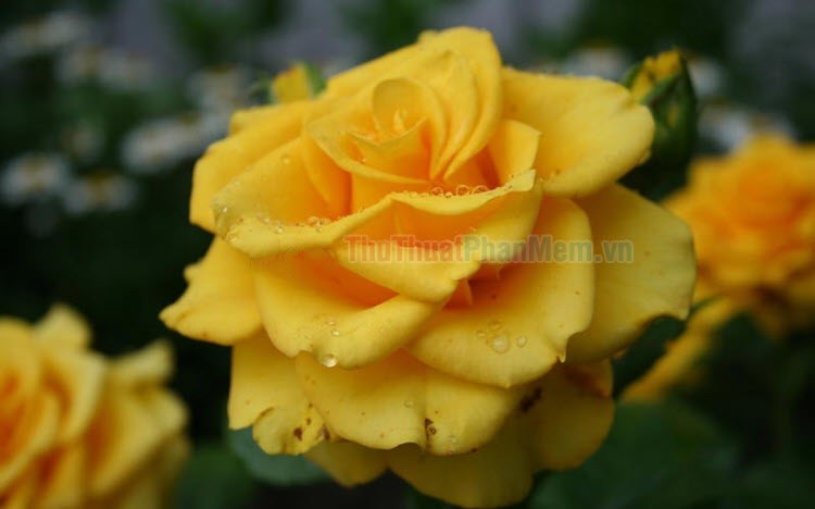Ảnh hoa hồng vàng đẹp nhất – Thủ Thuật Phần Mềm