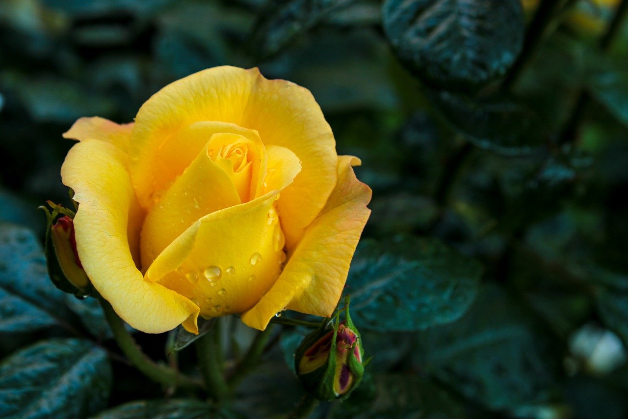 Ảnh hoa hồng vàng sau mưa