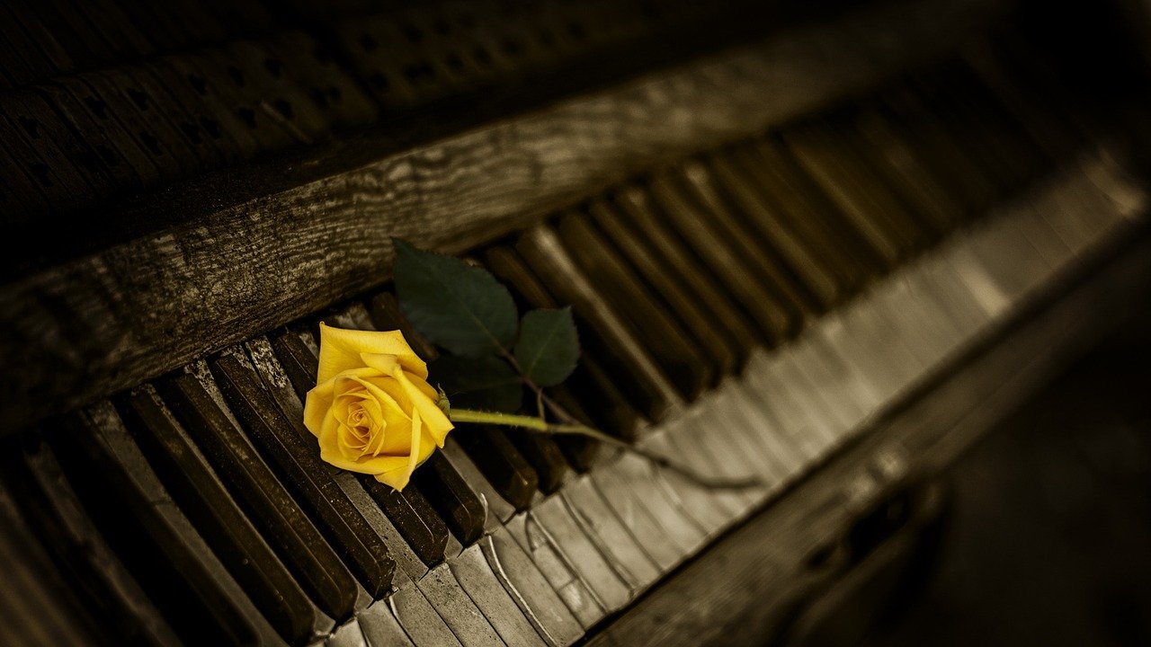 Ảnh hoa hồng vàng trên phím đàn