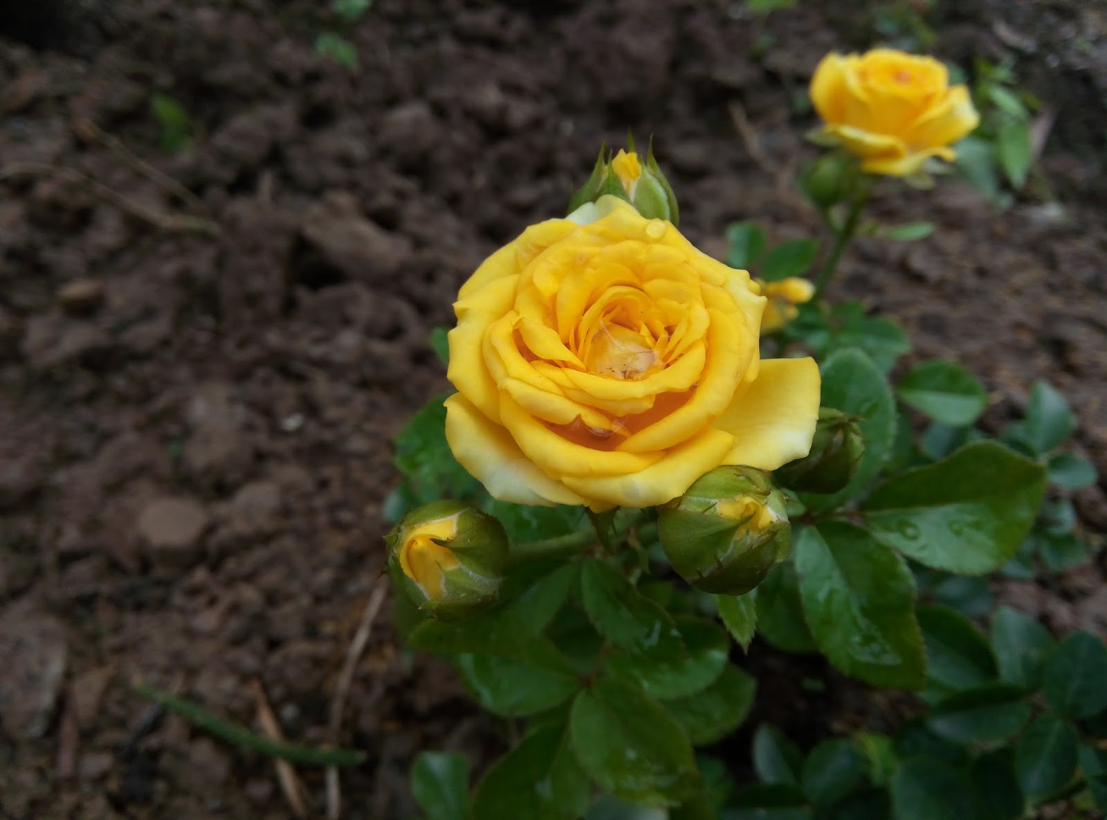 Ảnh hoa hồng vàng trong vườn
