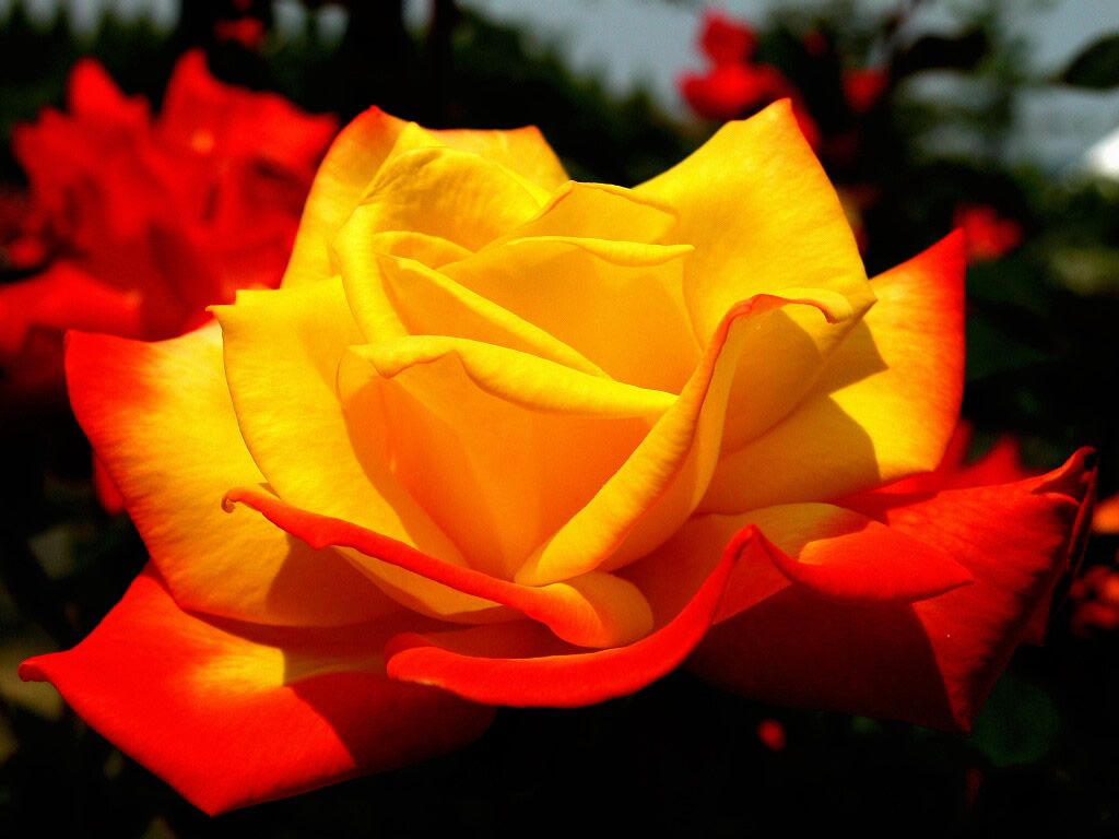Hình ảnh đẹp nhất về hoa hồng vàng