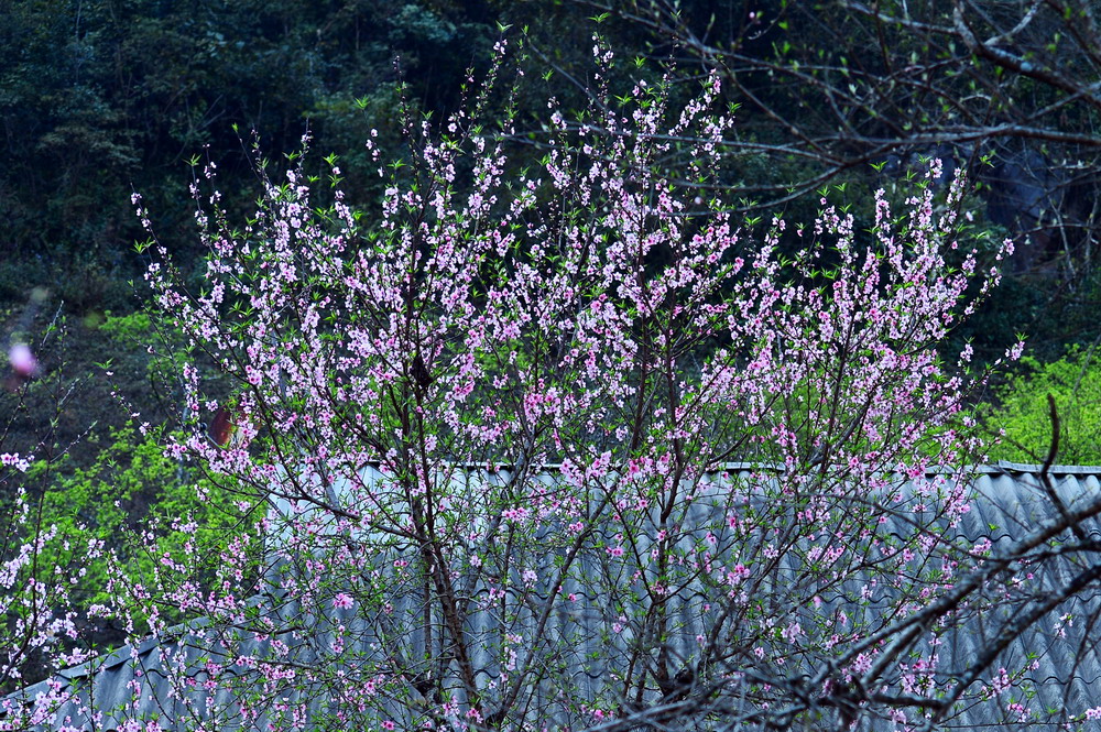 Hình hình họa cây khơi rừng nở hoa đẹp