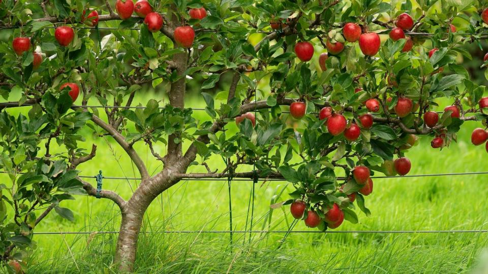 Hình ảnh cây táo chín quả đẹp nhất