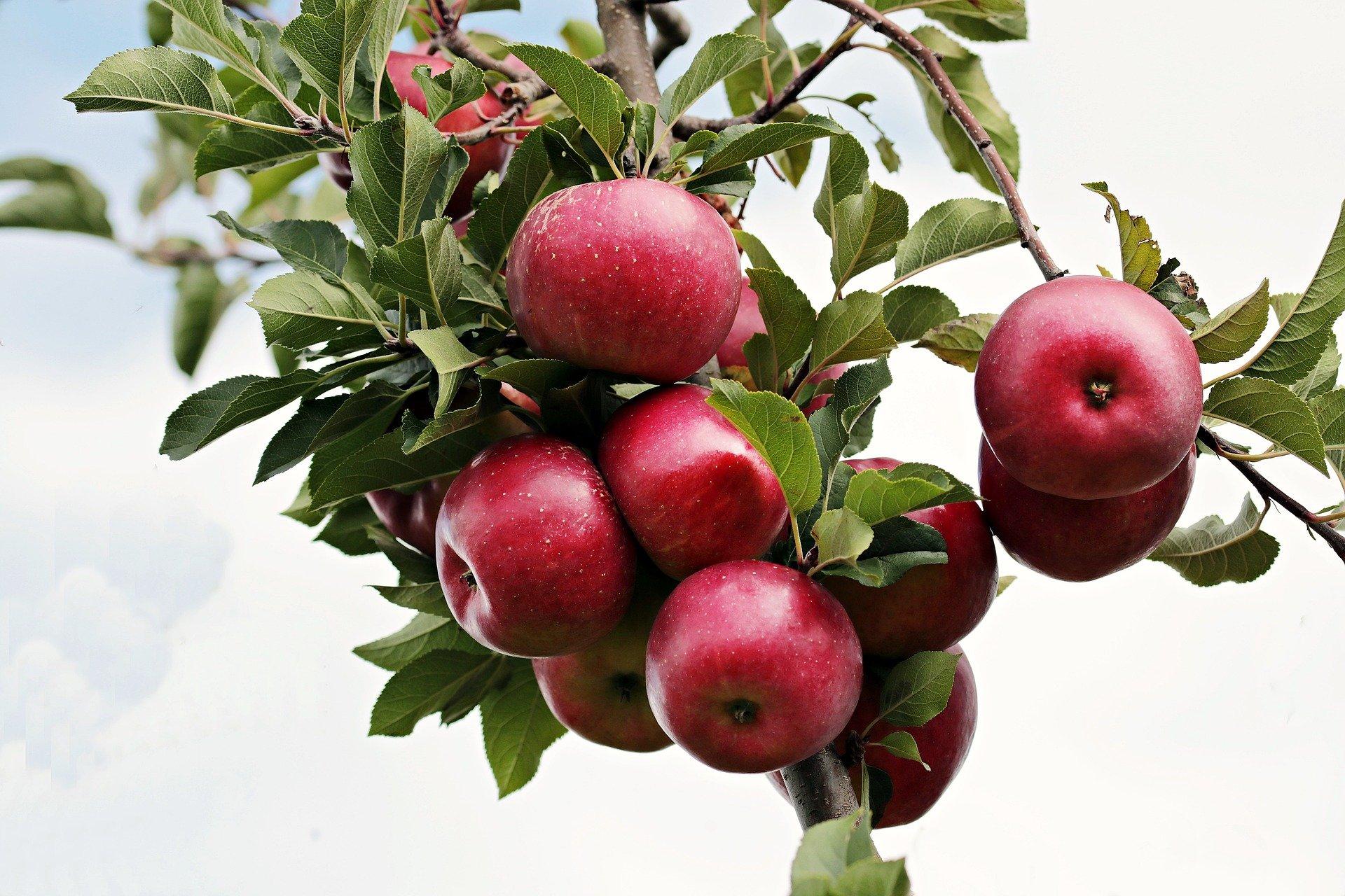 Hình ảnh cây táo chín quả tuyệt đẹp