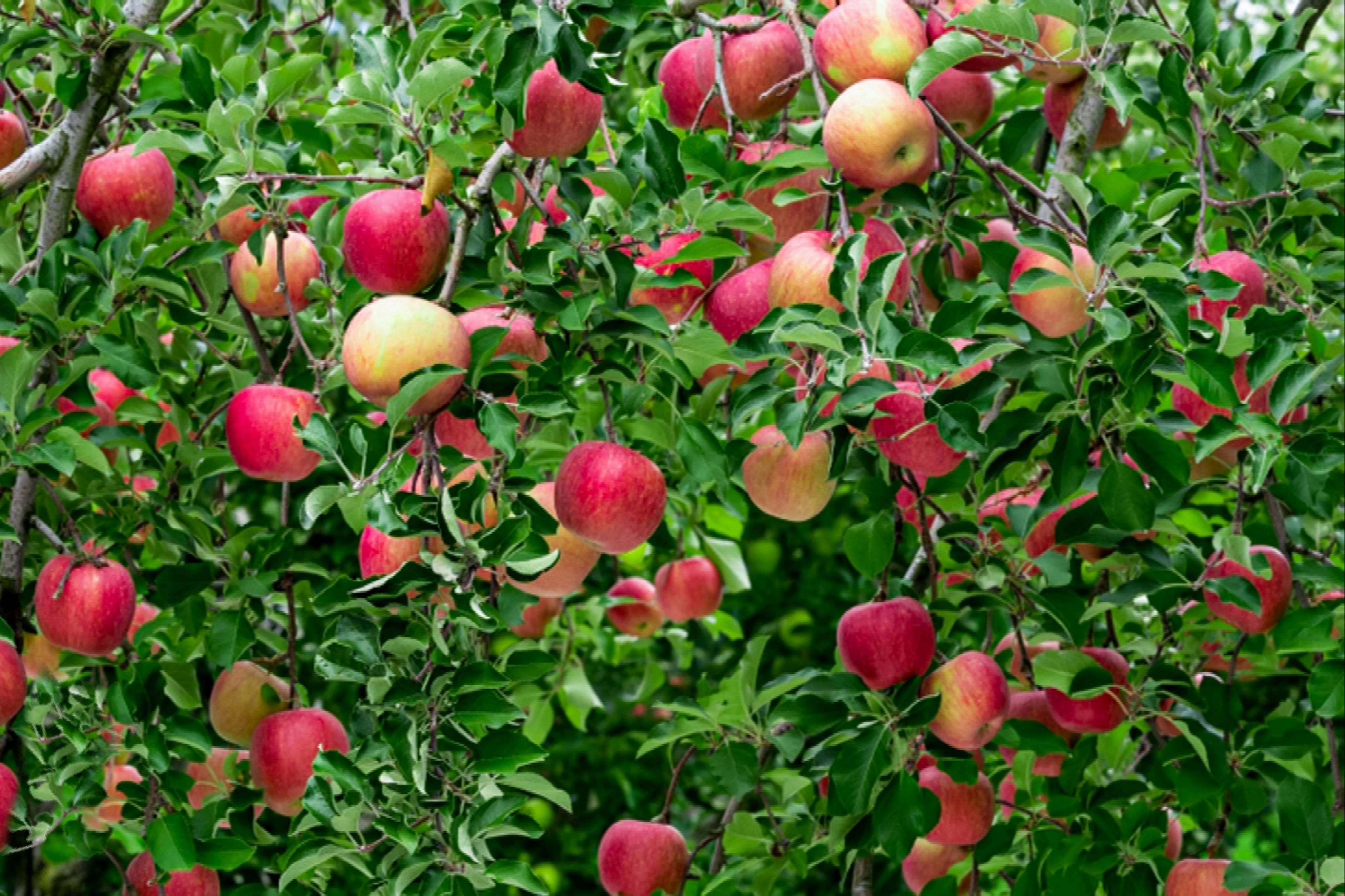 Hình ảnh cây táo chín quả