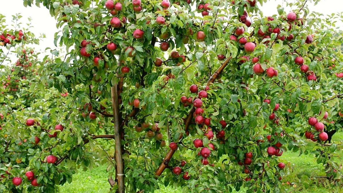 Hình ảnh cây táo đỏ chín đẹp