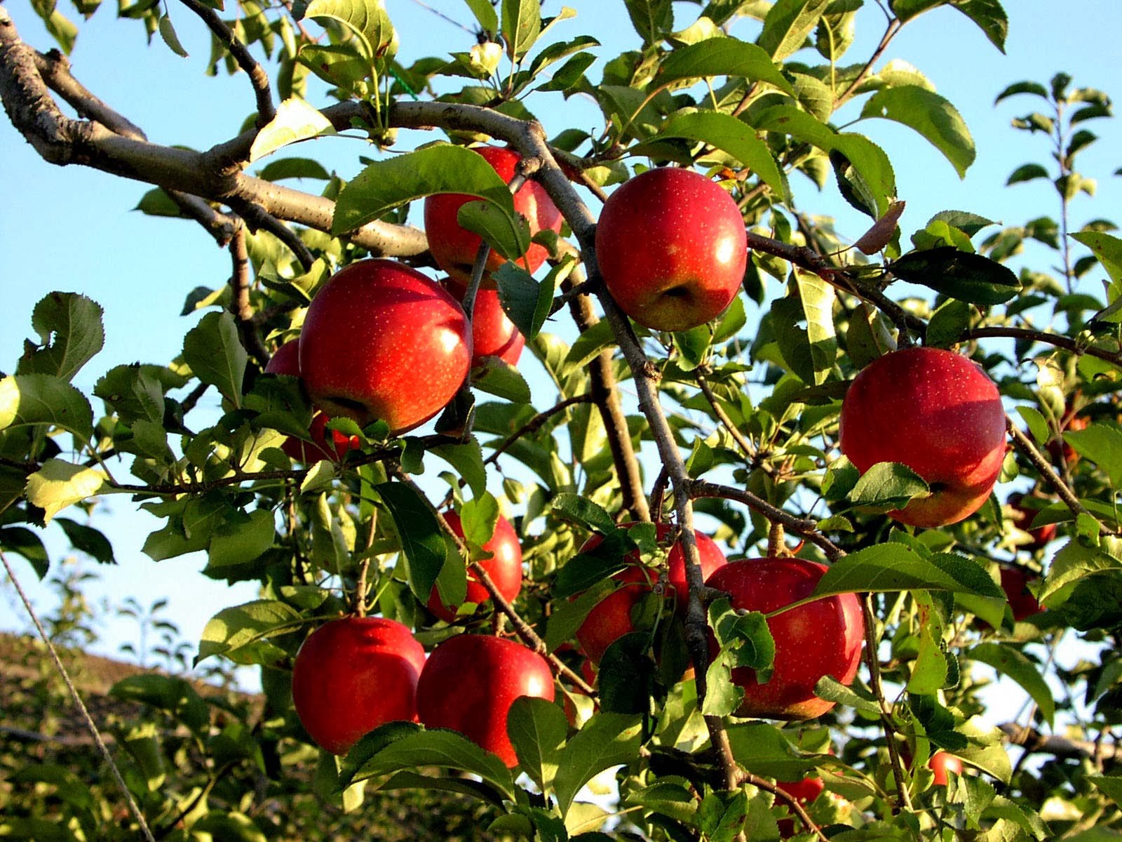Hình ảnh cây táo đỏ chín quả