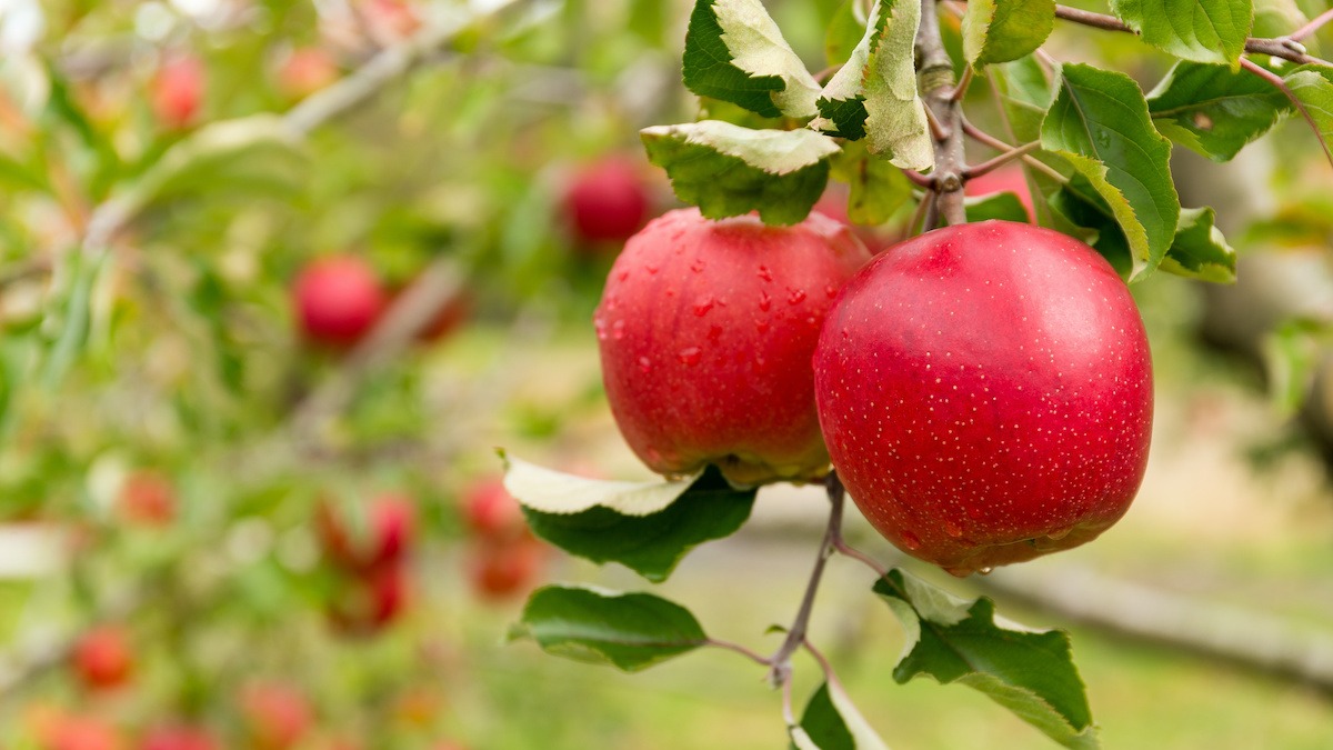 Hình ảnh cây táo đỏ đẹp nhất