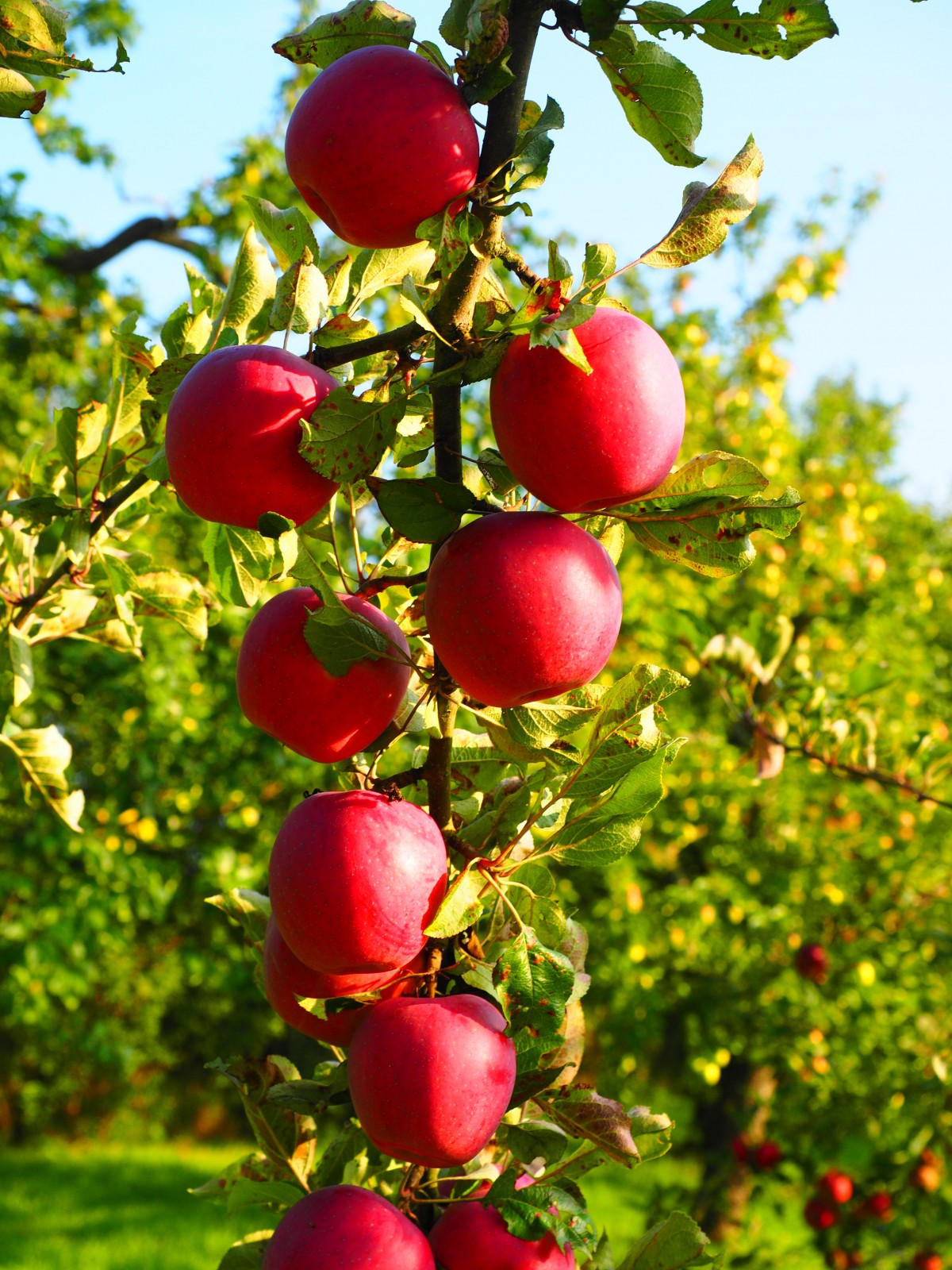 Hình ảnh cây táo đỏ sai trĩu quả