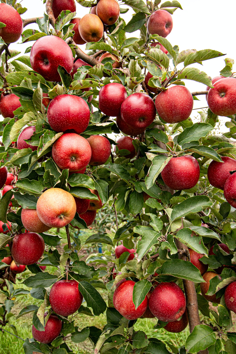 Hình ảnh cây táo đỏ trĩu quả đẹp