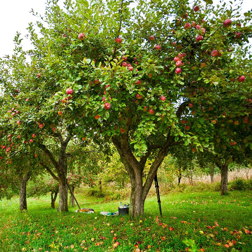 Hình ảnh cây táo lâu năm đẹp nhất