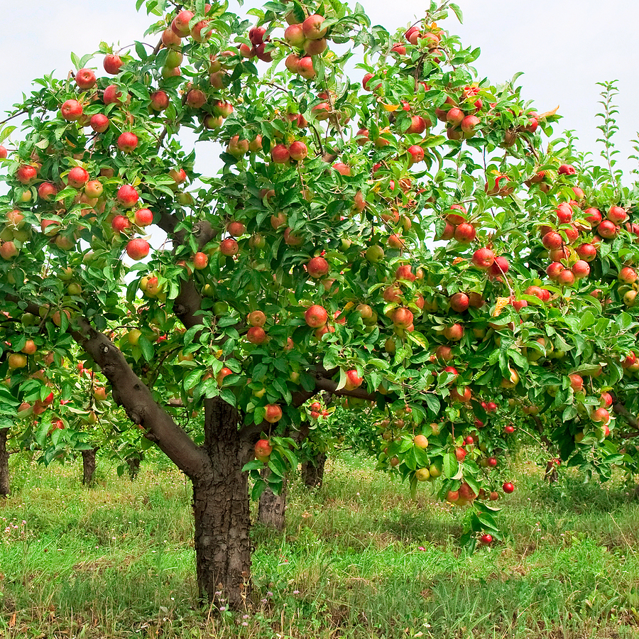 Hình ảnh cây táo lâu năm đẹp