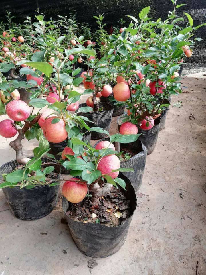 Hình ảnh cây táo mini
