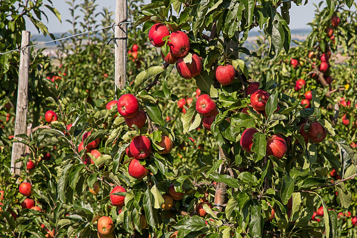 Hình ảnh cây táo ra quả
