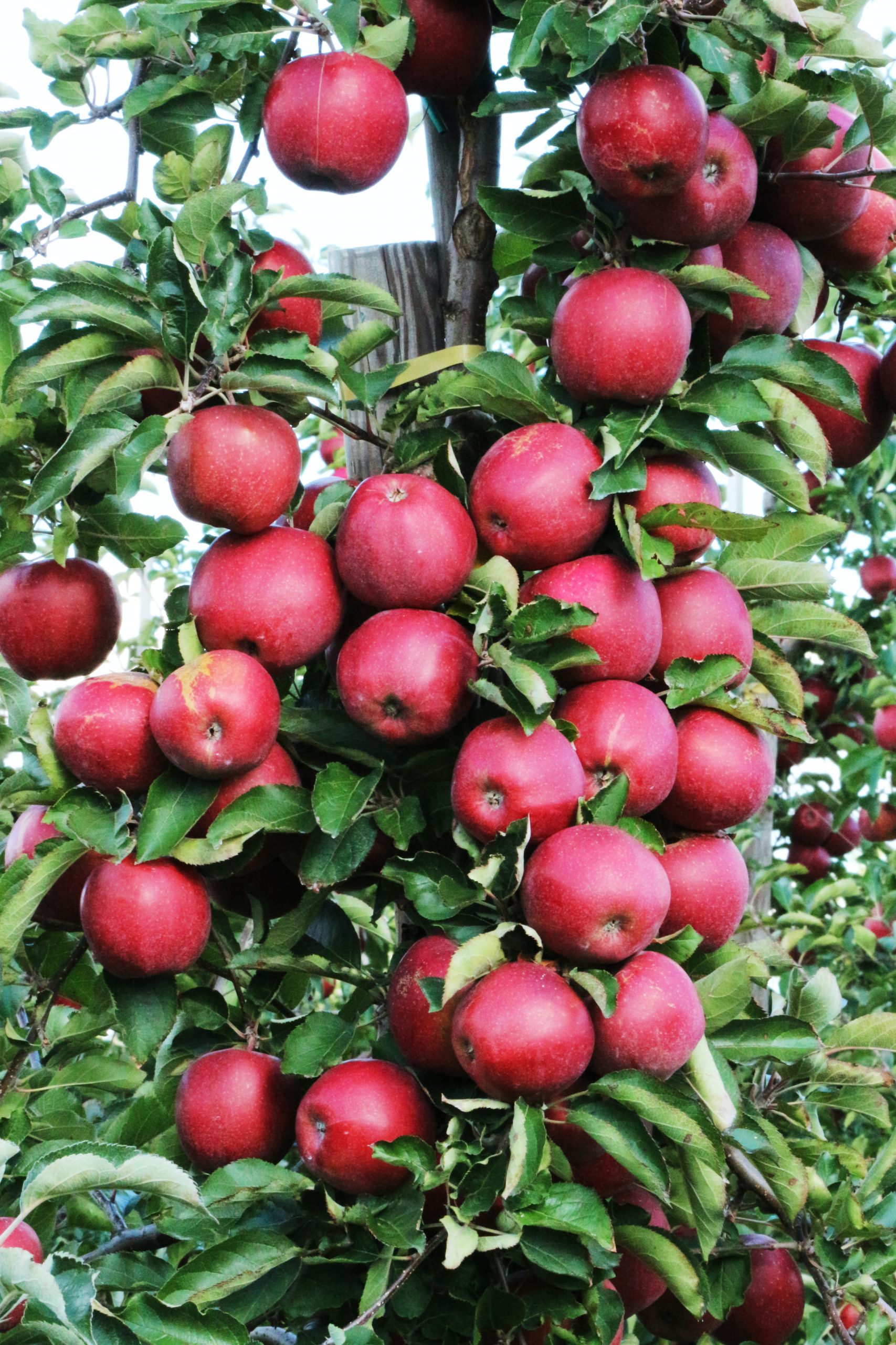 Hình ảnh cây táo sai trĩu quả đẹp nhất