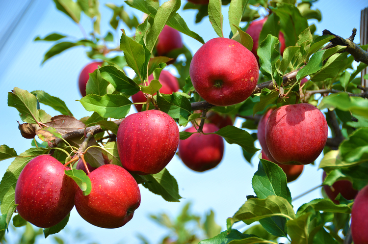 Hình ảnh cây táo sai trĩu quả đẹp