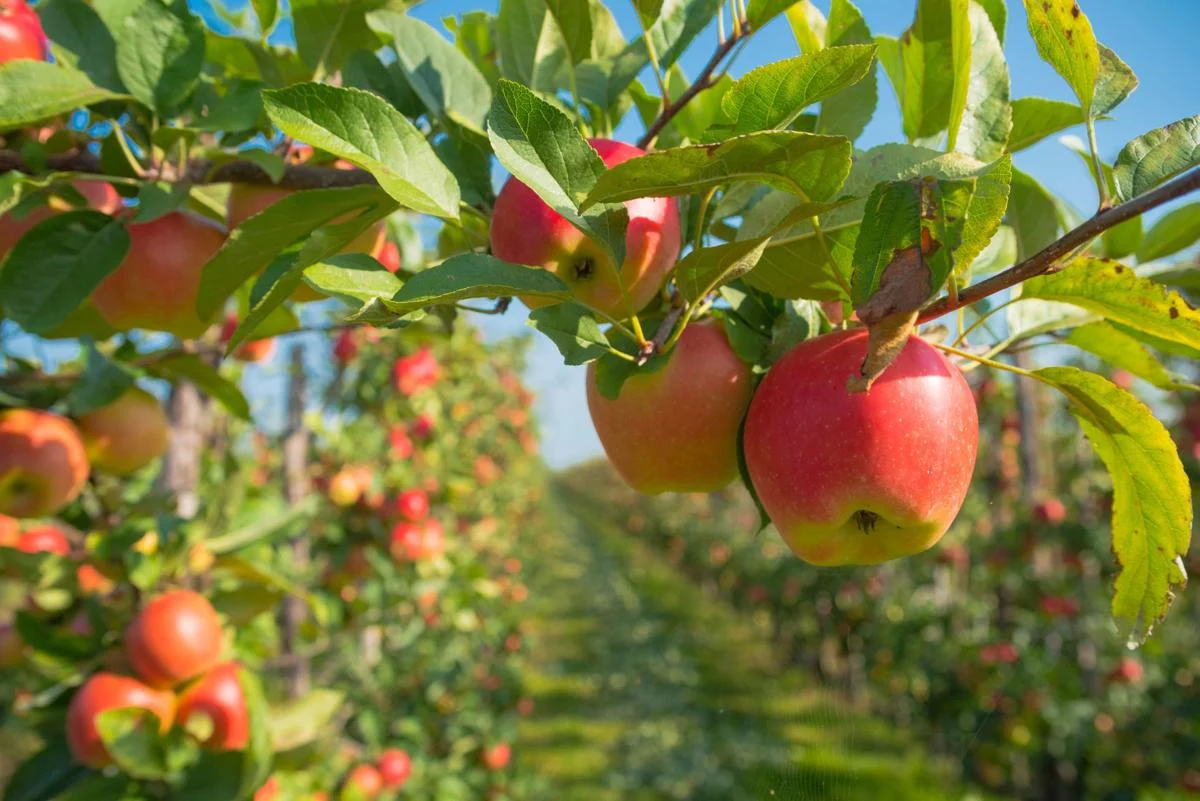 Hình ảnh cây táo trong vườn