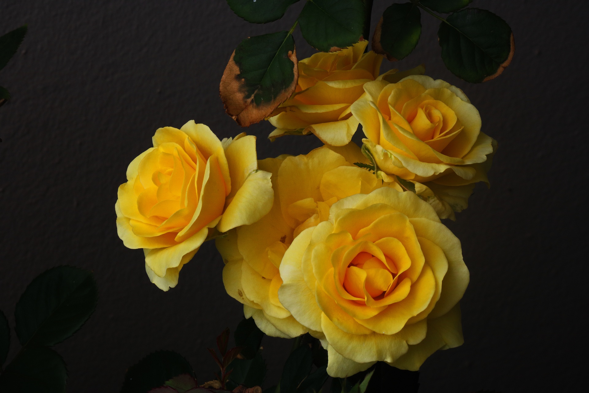 Hình ảnh đẹp về hoa hồng vàng