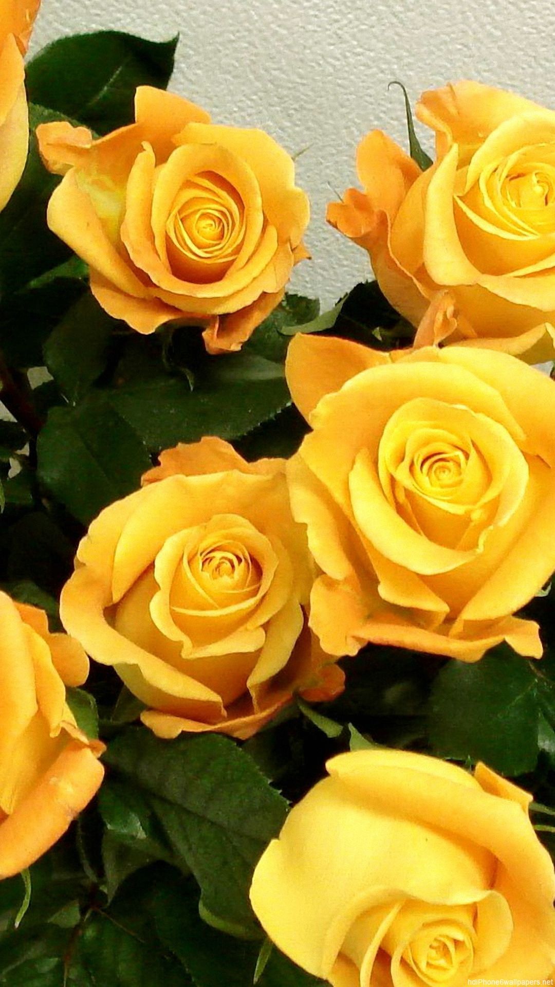 Hình ảnh hoa hồng vàng đẹp nhất